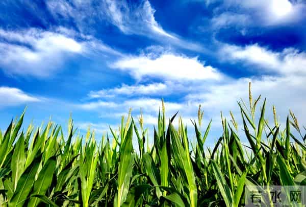 别信！网上热传2025年玉米“十大冠军”，可能是大坑！