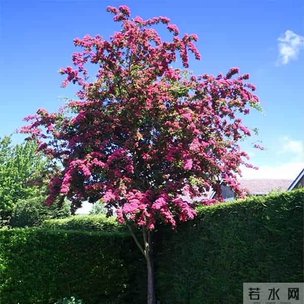 种苹果不挣钱？不妨种点英格兰山楂，8~9年后，一棵能卖10000多