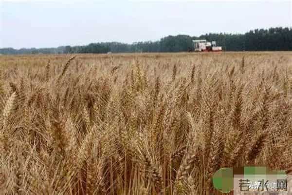 12月12日小麦真要涨？最新行情出炉！“涨红破高”到底能不能成？