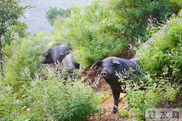 继续反弹！12月14日 生猪价格大范围上涨，猪价迎来“七连涨”！