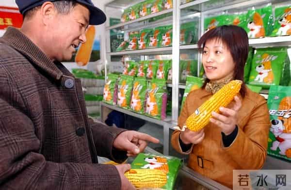 别信！网上热传2025年玉米“十大冠军”，可能是大坑！