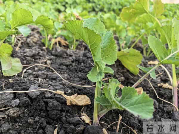 油菜越冬就抓着三招，来年油罐子满当当！