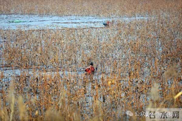 荷塘里挖出“白玉簪”——衡水市冀州区后冢村冬日采藕见闻