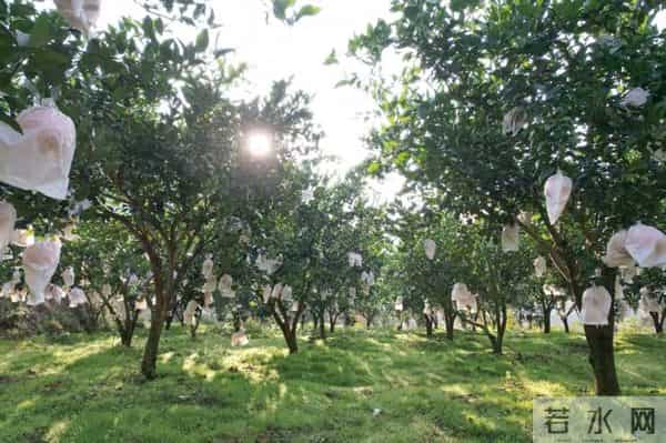 小小耙耙柑 致富“黄金果”