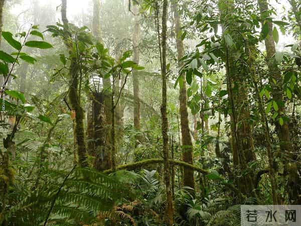 7百万公顷森林去哪了？阿根廷农民泪别电锯，靠美洲豹吃上饭！