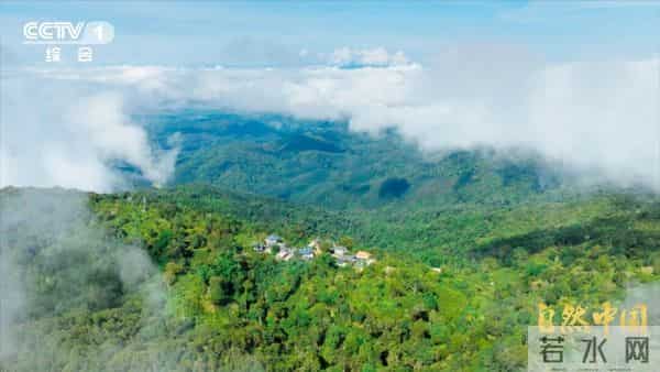 6.5亿亩林地、1万亿产值！林下万物给出的中国答案