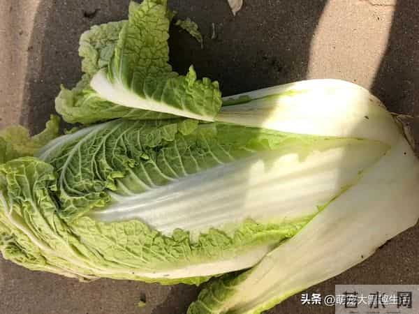 发现没？现在的人们，冬天囤白菜的人们日益减少了，原因很现实