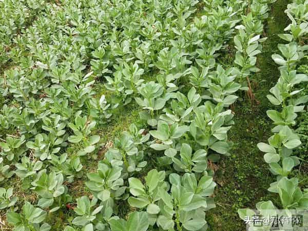 蚕豆越冬前管理：掌握这些关键技巧，开春豆荚挂满枝！