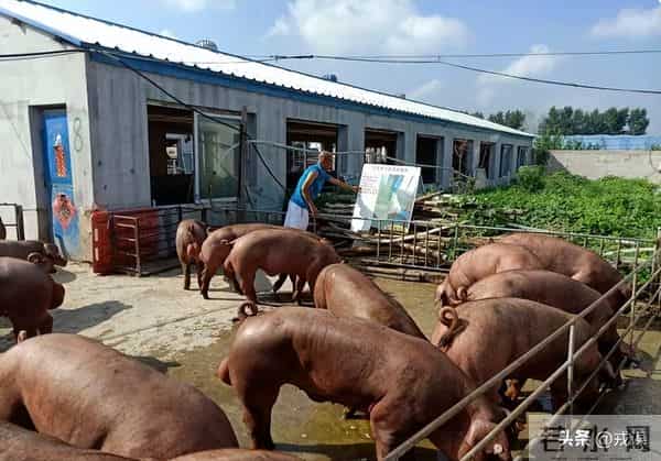从20元到5元！猪价崩了？巨头早靠卖香肠赚钱，散户还在赌周期