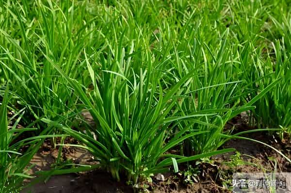 大雪后韭菜别不管！抓住15天养根黄金期，开春产量碾压邻居家！