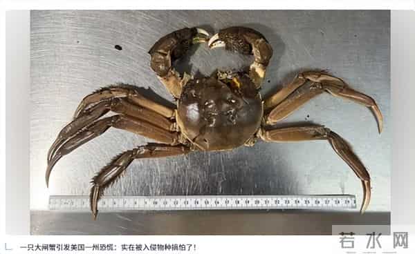 当美味遭遇生态恐慌：大闸蟹的全球化生存悖论