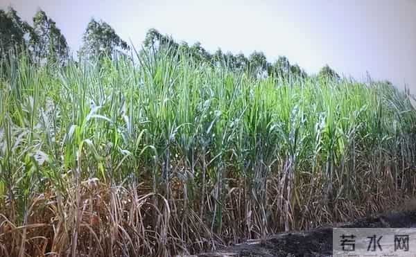 甘蔗一吨才卖500多元,为什么广西还有那么多地方种?5个原因