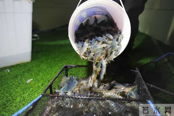 西藏林芝产的白对虾，凌晨直达拉萨！