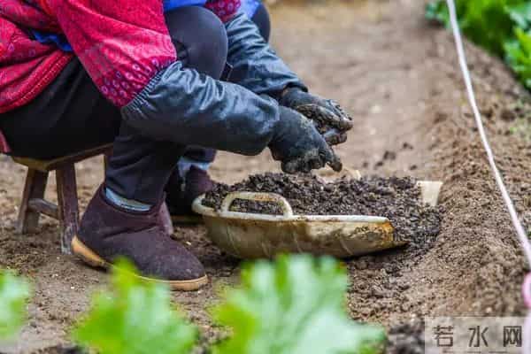12月油菜越冬管理：做好这几点产量高