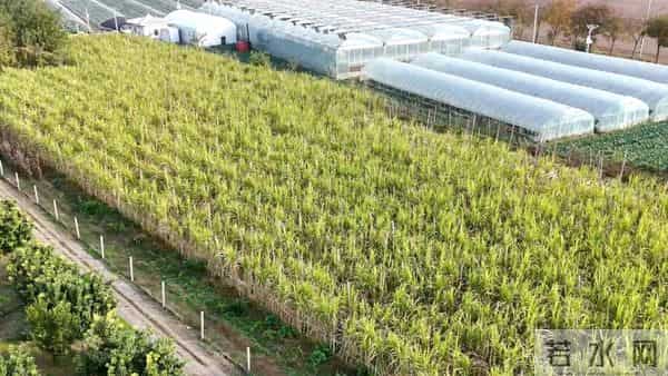 枝江这个村也有“黄金”了!