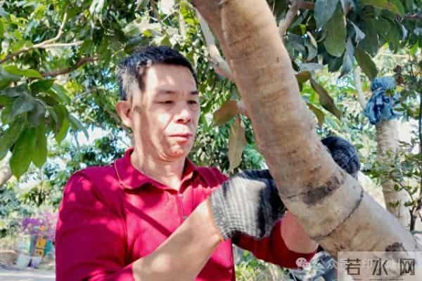 暖冬让荔枝树“疯长”？塘厦果农有妙招！