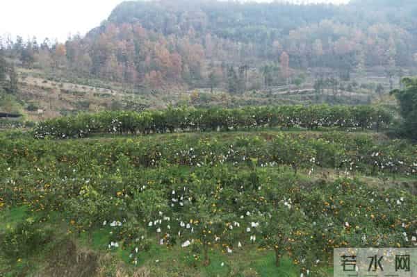 小小耙耙柑 致富“黄金果”