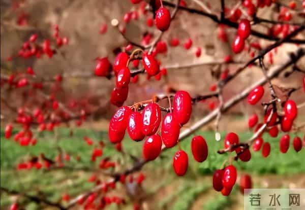 前两年躺赚，今年白干！减产六成的药材，后市还有翻盘机会吗？