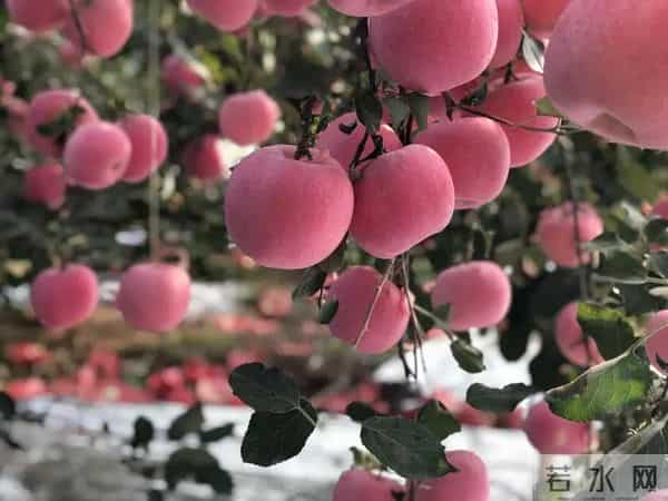 这些优质高产苹果品种，果农看过来