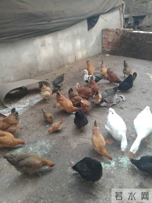 250元-只为啥抢着买？四川老何的养殖经验藏不住了，大家了解一下