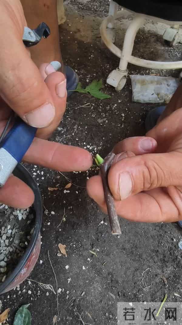 枣树别瞎种！试试嫁接这些树，果子又大又甜，看完我也心动了！