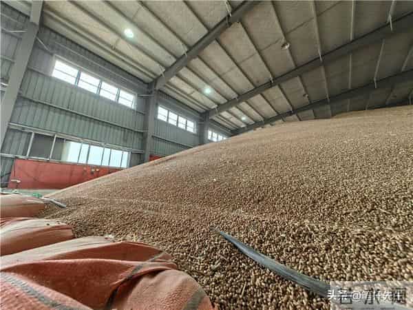 价格暴涨 5 倍!巴基斯坦小麦供应告急,4 大因素致产量连年下滑