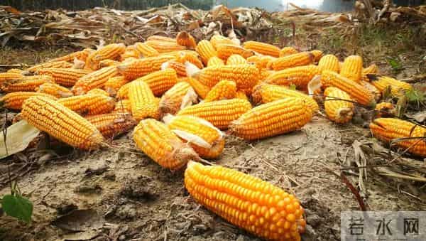 这些高产玉米品种，帮农民稳提收成