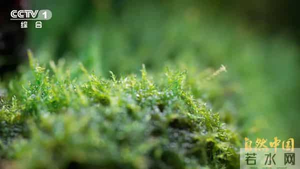 6.5亿亩林地、1万亿产值！林下万物给出的中国答案