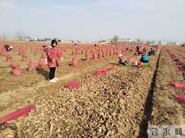 【乡村振兴信息网】孟州人在偃师种的生地“熟”了