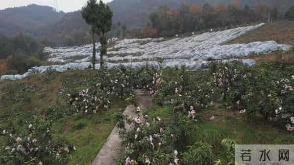 黔江千亩“红美人”迎丰收！