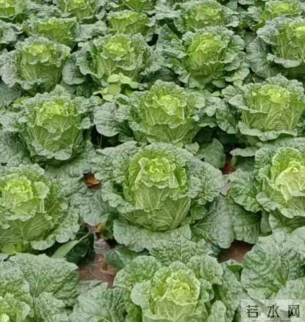 白菜1元-斤 小米辣25元-斤！云南农业有多牛？有人靠种地年销千万