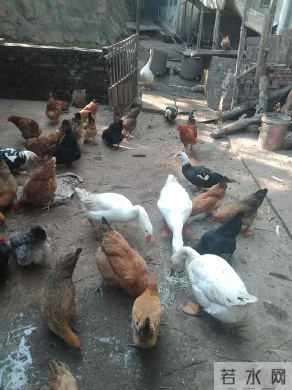 250元-只为啥抢着买？四川老何的养殖经验藏不住了，大家了解一下