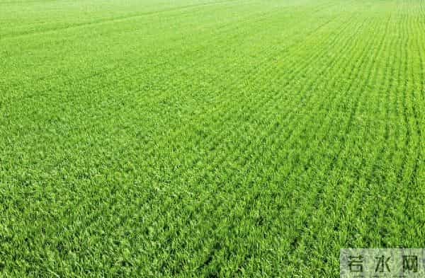 今年麦子晚播又遇天旱!明年收成如何?