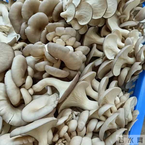 打工没人要、求职被拒？返乡搞3件事一年纯赚5万，比上班还踏实！