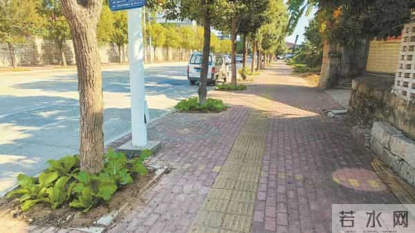 【一追到底】惠安县螺阳镇后窑路:公共空间种菜被清理