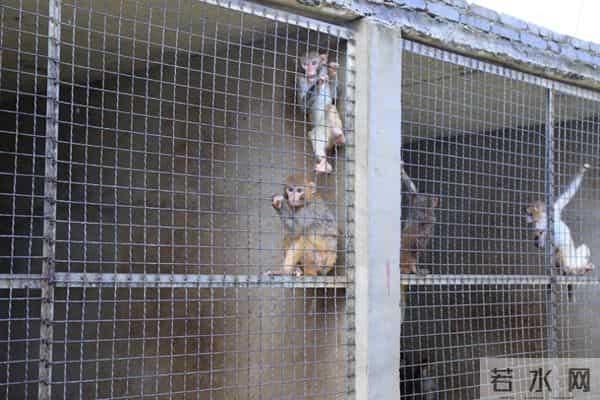 从耍猴到养猴：南阳新野抢占实验猴产业新赛道