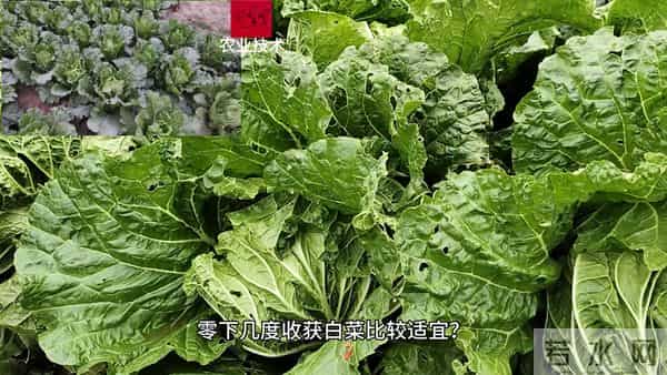 零下几度收获白菜比较适宜？