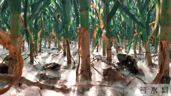 这些高产玉米品种，帮农民稳提收成