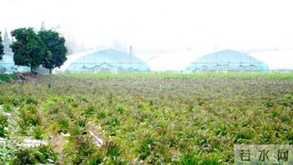 荆州公安县：每年300万斤！它成为村里的富民产业