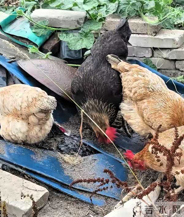 冬天散养土鸡也能高产蛋！20只鸡下18个蛋，就靠这几个笨办法