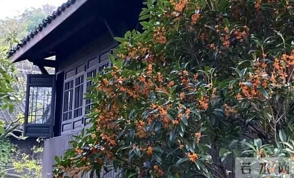 桂花树香变伤心树？专家揭密：门前种桂三大隐患，第2条直接伤财