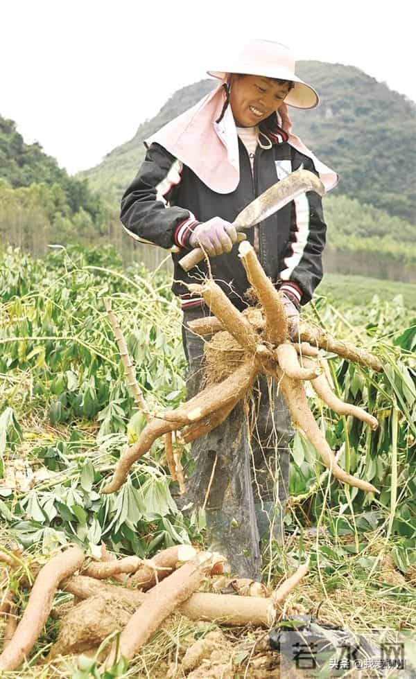 木薯“翻身”记——柳州木薯逐渐走上产业化道路