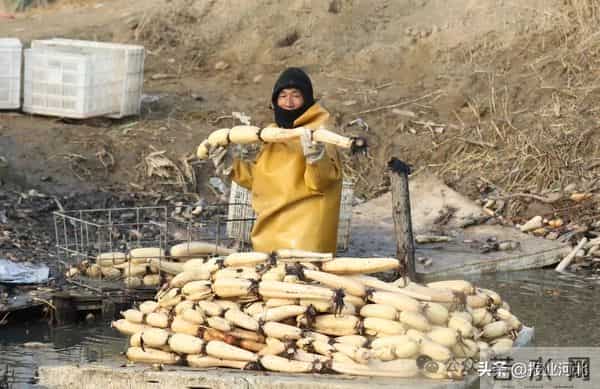 荷塘里挖出“白玉簪”——衡水市冀州区后冢村冬日采藕见闻