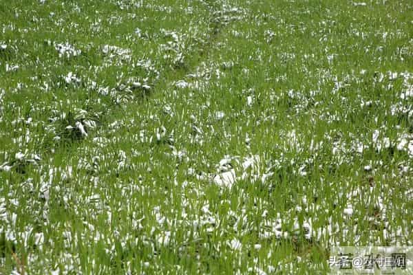 小麦不冬灌，产量要减半”，真假？今年播种晚，还要不要冬灌？