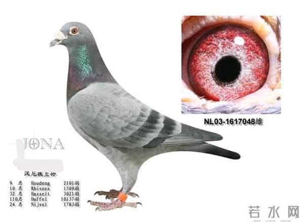 八点经验帮你挑出冠军幼鸽