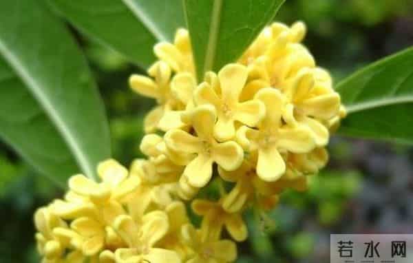 桂花树香变伤心树？专家揭密：门前种桂三大隐患，第2条直接伤财