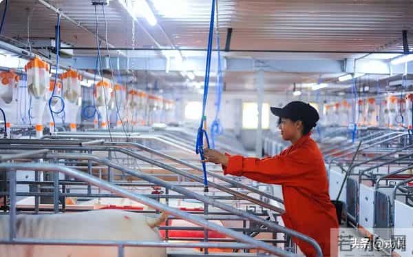 从20元到5元！猪价崩了？巨头早靠卖香肠赚钱，散户还在赌周期