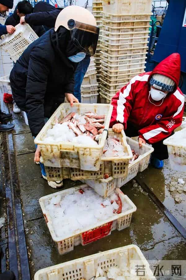 寒潮将至,渔港沸腾!今早,日照这里“鲜”货扎堆!这种鱼按筐买,4元一斤!