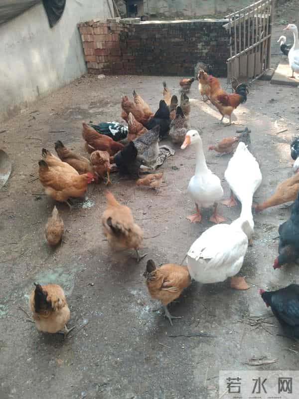 250元-只为啥抢着买？四川老何的养殖经验藏不住了，大家了解一下