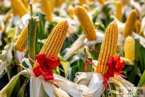 这些高产玉米品种，帮农民稳提收成